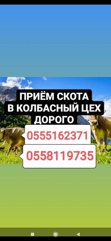 продаю музоо торпок корова самка бык самец айрширская ангус алатауская на забой для разведения на откорм племенные нетель привязанные: Куплю | Коровы, быки, Лошади, кони, Другие с/х животные | На забой, на мясо, Круглосуточно, Любое состояние — 1