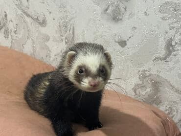 хомяк цена бишкек: Продаются два хорька девочка и мальчик взрослые. Забирала с Алматы — 3