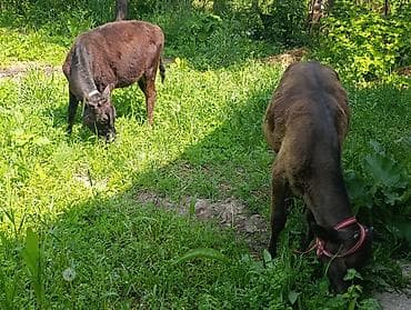 улака ат: Продаю | Тёлка, Музоо, торпок | Алатауская | Для разведения — 6