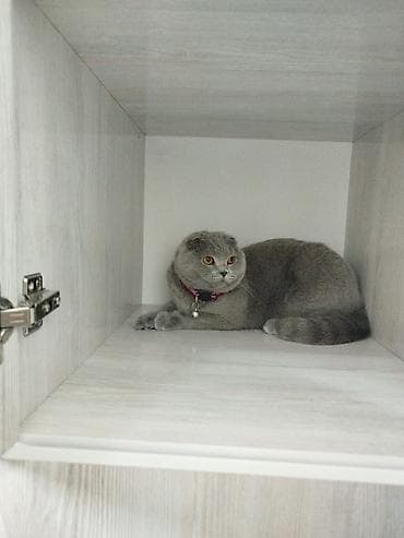 Скотиш Фолд (Шотландская вислоухая), 1 год, Девочка, Голубой, Кастрирована at lalafo.kg Скотиш Фолд (Шотландская вислоухая), 1 год, Девочка, Голубой, Кастрирована