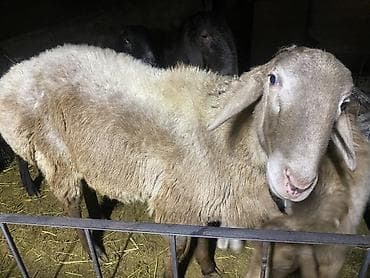 собаки шенки: Продаю | Овца (самка) | Для разведения | Матка — 3