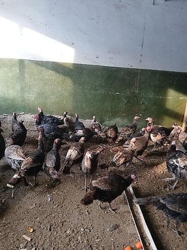 Аквариумдар: Индейки (стадо) - Порода/окрас: смешанные темные окрасы (черный — 1