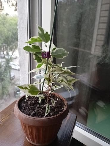 фикус ретуза: Фикус Бенджамина вариегатный (Ficus benjamina, пестролистная форма) в — 1