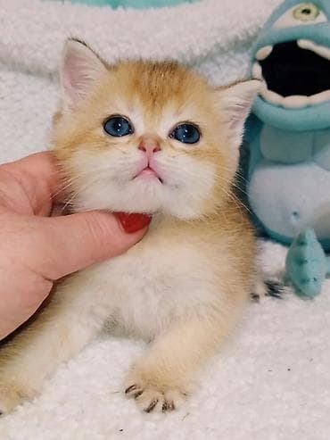 big 6: Вязка кошек ! Не продажа ! Шикарный клубный котик Шотландский — 9