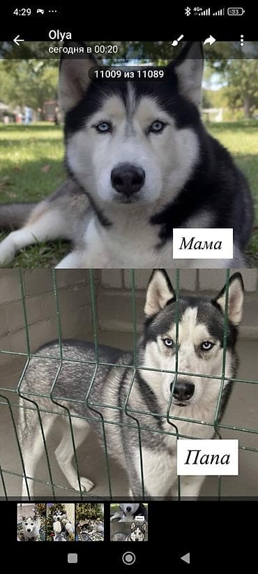 куплю хаски: Продается щенки хаски !!!! — 3