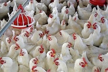 Продаю | Куры | Бройлерная | На забой