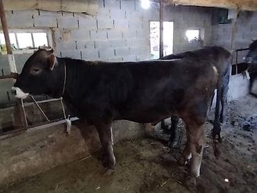 арабский конь: Продаю | Бык (самец) | На откорм | Привязанные — 8