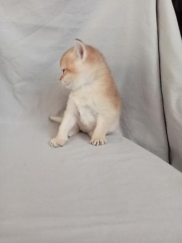 британские котята бишкек: 💛 Золотое счастье ищет свой дом 💛 Открыто бронирование на шикарного — 4