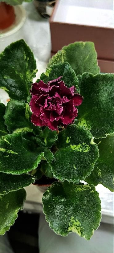 Комнатные розы: В продаже крупные детки и стартеры, взрослые сортовые фиалки, Отправка — 9