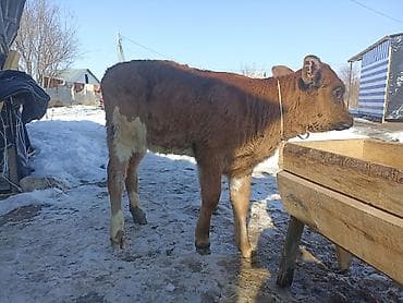 Продаю | Музоо, торпок | Полукровка | На откорм | Искусственник