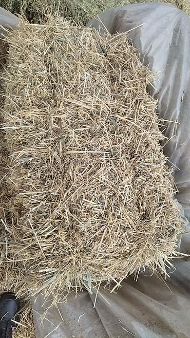 уй сотилади ош: Солома в тюках продаю 170 сом самовывоз — 3