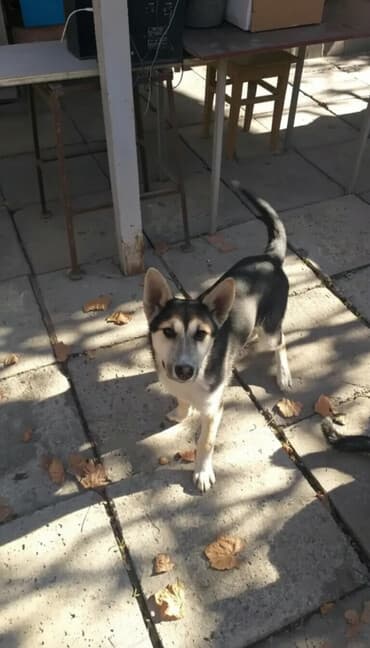 Собака даром: Овчарка, 6 месяцев, Самка, С прививкой