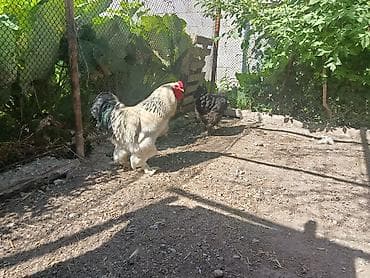 отдам даром попугая бишкек: 1короз 2тоок сатам — 4