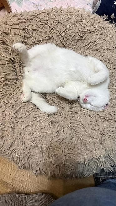 Продажа кошек: 6 месяцев, Мальчик, Приучена к лотку — 3