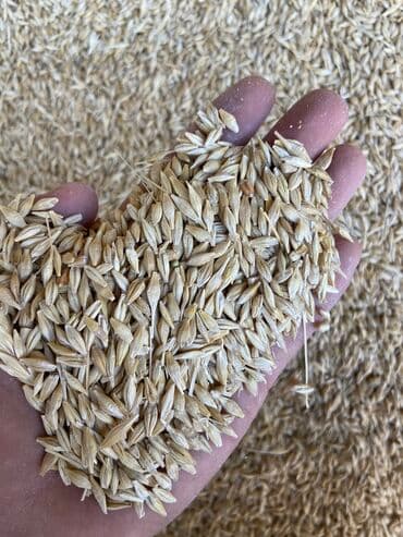 Иттер: Улпак отруби кебек — 7