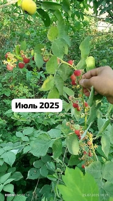 клубника тепличная: Саженцы ремонтантной малины ПОЛАНА - Сортова́я ремонтантная малина с — 2