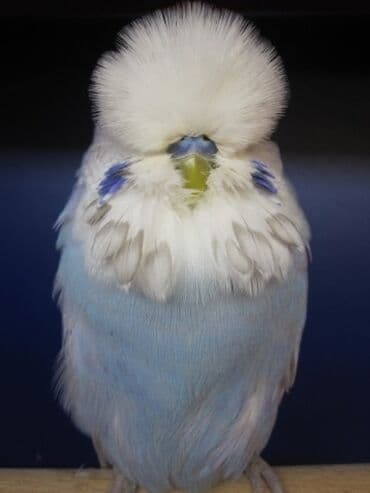 корм для птенцов волнистых попугаев: Волнистые чехи! Визуально определить чехов среди остальных — 5