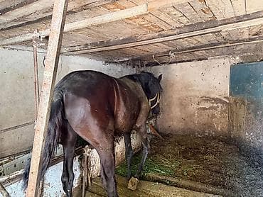 собака такса щенок: Продаю | Кобыла (самка) | Рабочий — 6