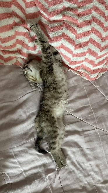 scottish fold: 2 месяца, Девочка, Приучена к лотку — 1
