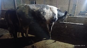 ит ош итер: Продаю | Тёлка | Бельгийская | Для разведения — 3