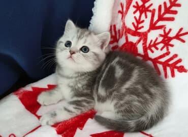 сколько стоит собака золотистый ретривер: Скотиш Страйт (Шотландская прямоухая), 2 месяца, Девочка, Проглистована, С прививками, Приучена к лотку — 1