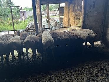 продажа бараны: Продаю | Овца (самка), Ягненок, Баран (самец) | Полукровка, Арашан | На забой, Для разведения | Осеменитель, Матка, Ярка — 1