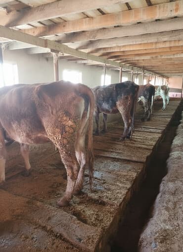 кормовой сабиз: Продаю | Корова (самка) | На откорм | Привязанные — 1