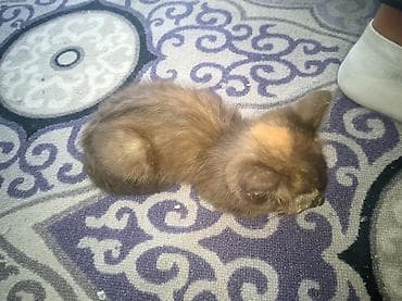 отдам котенка даром: Кошка даром: Беспородная, 2 месяца, Девочка, Приучена к лотку — 3