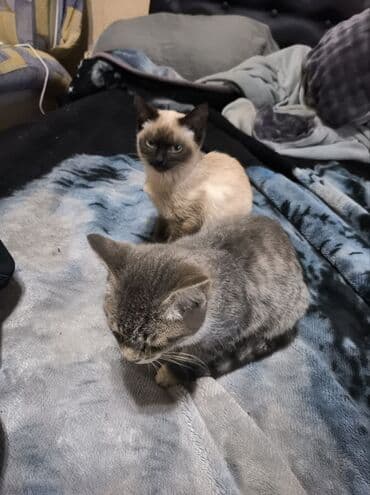 домик для кошек: Котята с окраcом поинт. - На фото два короткошёрстных котёнка с — 7