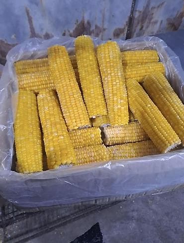 Эт азыктары: Сладкая Кукуруза початками, оптом только - Формат: целые початки без — 2