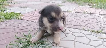 куплю французского бульдога: Собака даром: Дворняжка, 1 месяц, Самка, С родословной — 5