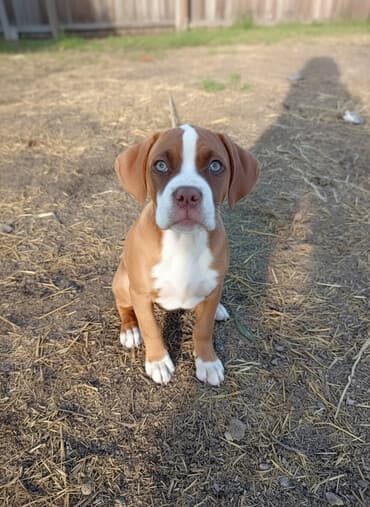Вязка собак: Боксёр, 3 месяца, Самец, С прививкой — 1