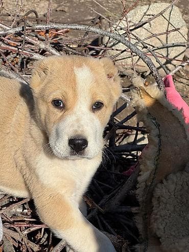 Аквариумдар: Алабай
Дата рождения: 21.12.2025 — 4