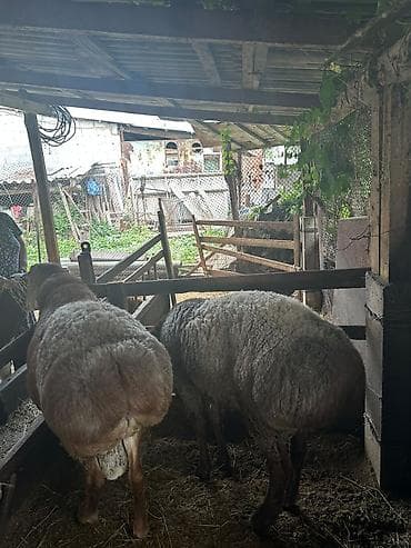 амур рыба: Продаю | Баран (самец) | Для разведения — 6