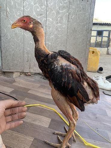 аям семани: Продаю | Петух | Бойцовая | Для разведения — 2