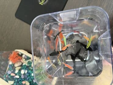 красная рыба цена бишкек: Аквариумный комплект с декоративными рыбками - объём ориентировочно — 8