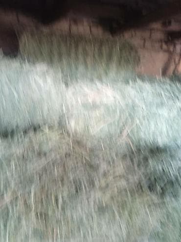 продается коза: Клевер тюки продаю. Стандартные. Находится сокулукский район Село кара — 4