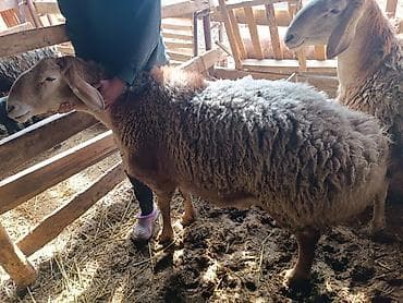 алабай купить: Продаю | Овца (самка) | Эдильбаевская | Для разведения | Племенные — 9