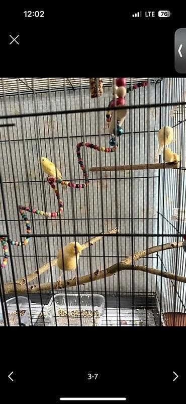попугай с клетками: Кенары желтых отенков мальчики 
Продаю — 1