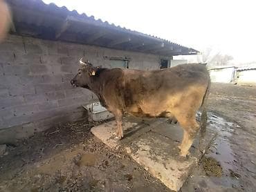 коровы уйлар: Продаю | Корова (самка) | Алатауская | Для молока | Привязанные — 3
