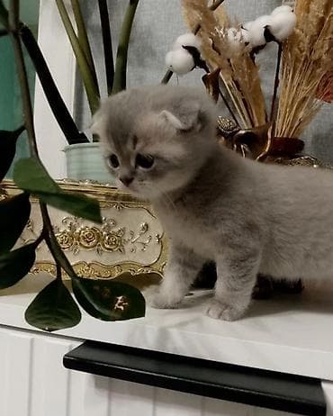Животные: Шотландские вислоухие котята (Scottish Fold) Есть девочки и мальчики — 1