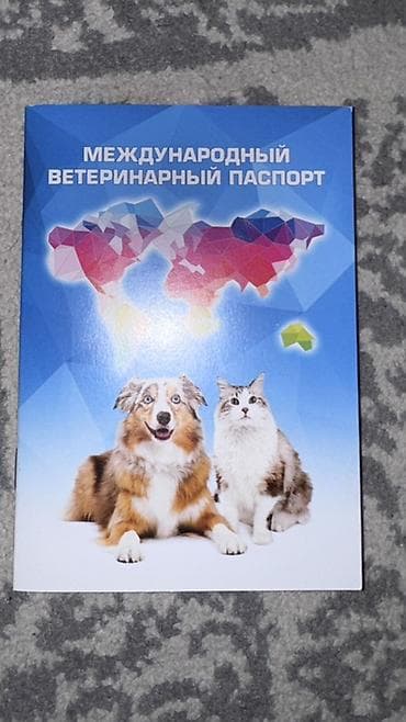 Мышыктар сатылат: Мышык бекер берилет: Сиам, 5 айлык, Эркек, Документтери менен, Эмделген, Курттардан тазаланган — 5