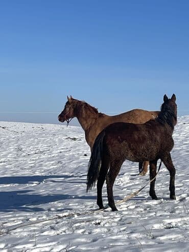 охотник собака: Продаю | Кобыла (самка) | Для разведения — 9