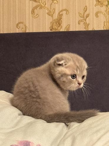 скотиш фолд шотланская вислоухая 1 месяц деврчка серый: Породистые котята серых и бежевых окрасов. Описание: - Тип — 10
