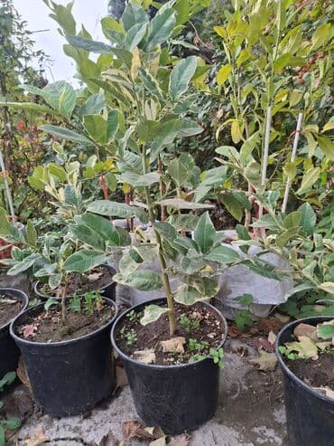 веник с совком цена бишкек: Лимон,Пинк Эврика"" — 6