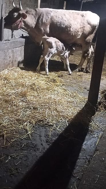 коровы симентал: Продаю | Корова (самка) | Швицкая | Для молока | После отела — 1