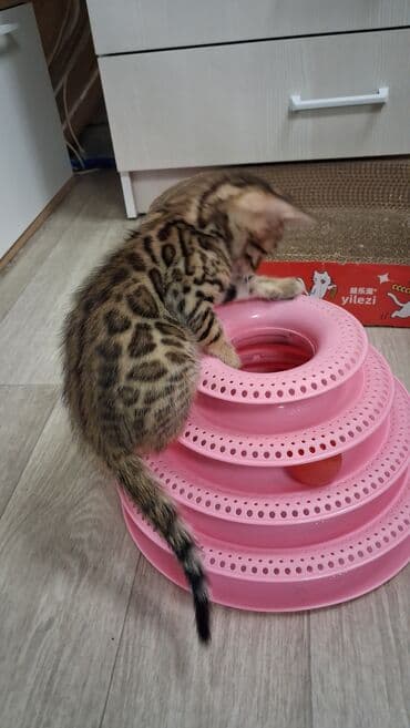 собака булдок: Бенгал, 2 айлык, Ургаачы, Лотокко барууга үйрөтүлгөн, Курттардан тазаланган, Документтери менен — 9