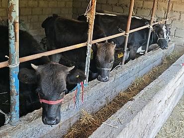 животные кошки: Продаю | Корова (самка), Бык (самец), Тёлка | На откорм | Привязанные — 1