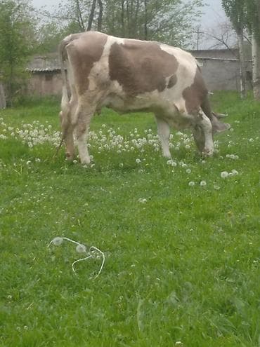 беде себем: Продаю | Корова (самка) | Для разведения — 2