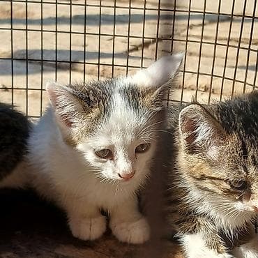 бенгал кошка цена: Котята, короткошёрстные, полосато-белой окраски (табби с белым) — 2